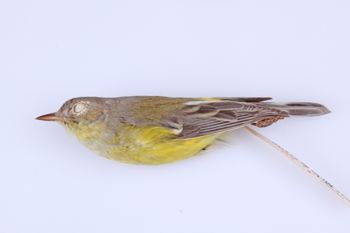 Media type: image;   Ornithology 272190 Description: Dendroica magnolia;  Aspect: lateral